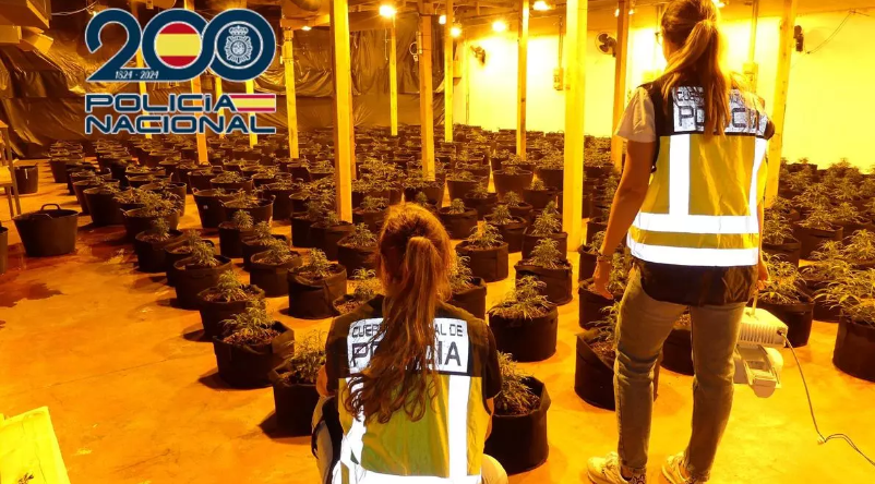 Tres apresados con 903 plantas de marihuana en un chalé de Alicante