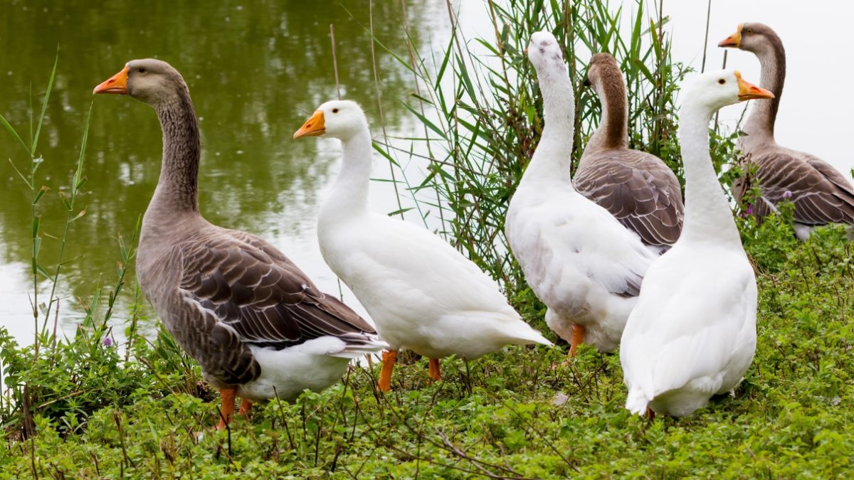 condena por maltrato animal